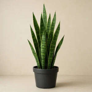 Faux Snake Plant