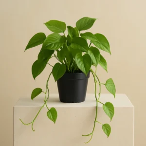 Faux Trailing Pothos
